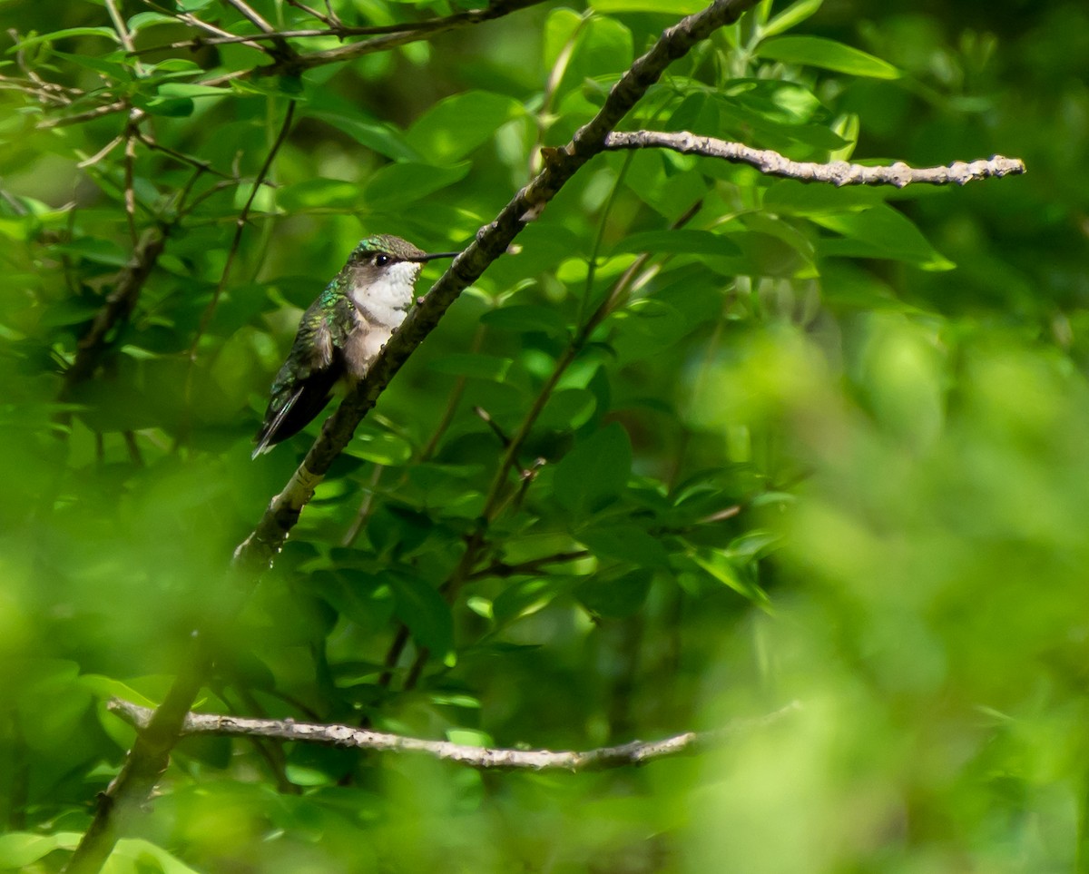 Ruby-throated Hummingbird - Damon Haan