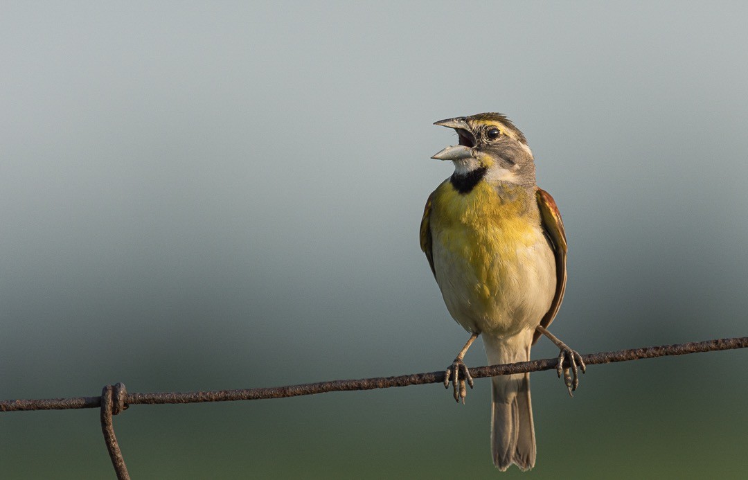 Dickcissel - Aaron Shetler