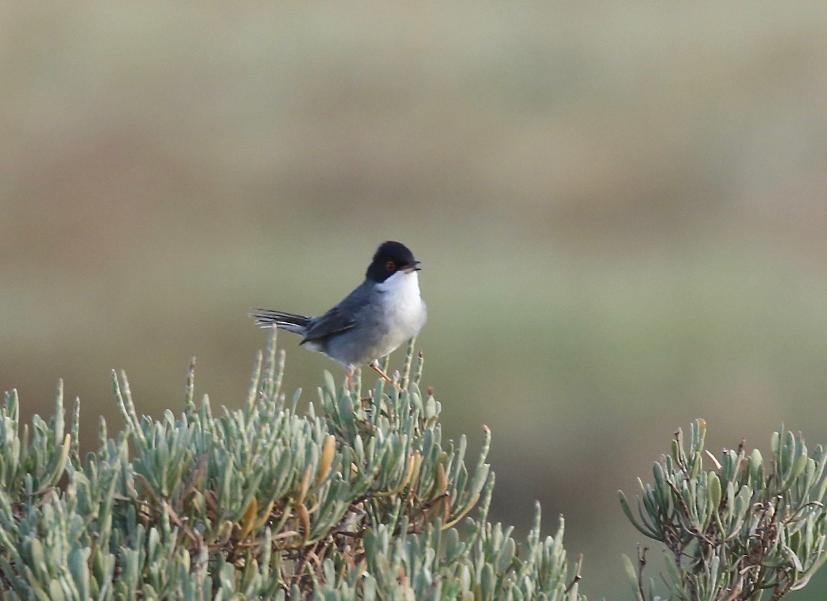 Sardinian Warbler - Sandy Vorpahl