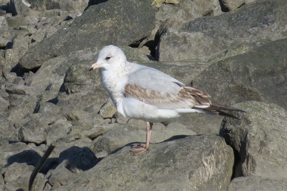 Ring-billed Gull - ML168765501