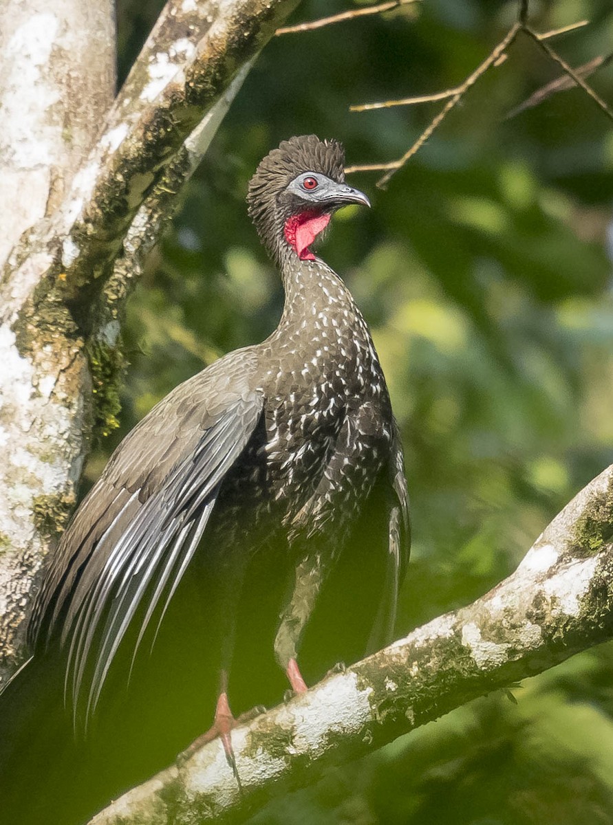 Crested Guan - ML168766201