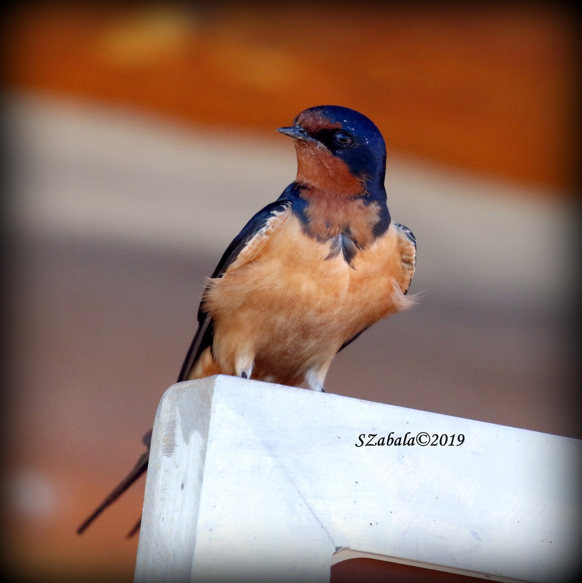 Barn Swallow - ML168766381