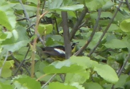 Magnolia Warbler - ML168769061