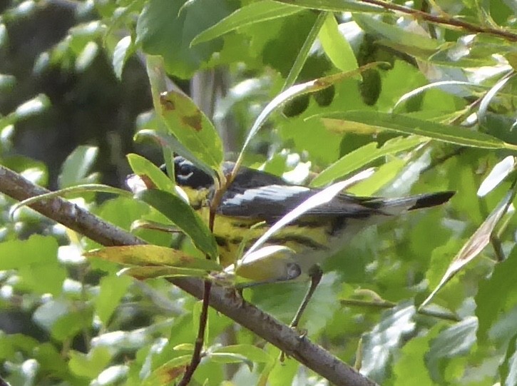 Magnolia Warbler - ML168769071