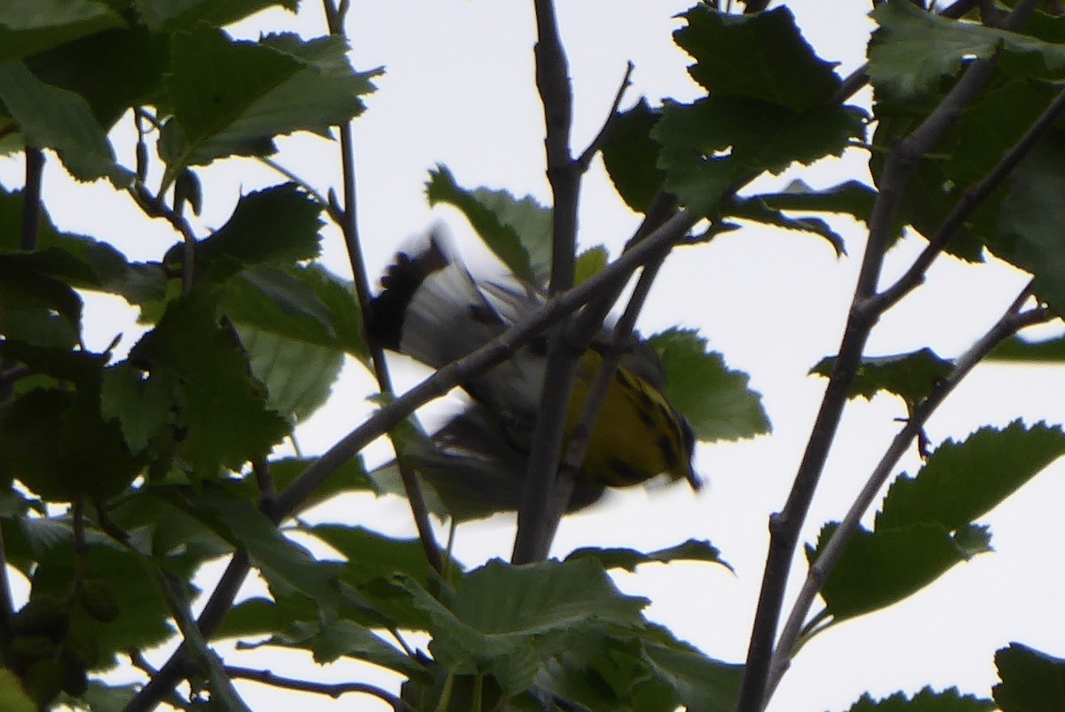 Magnolia Warbler - ML168769101