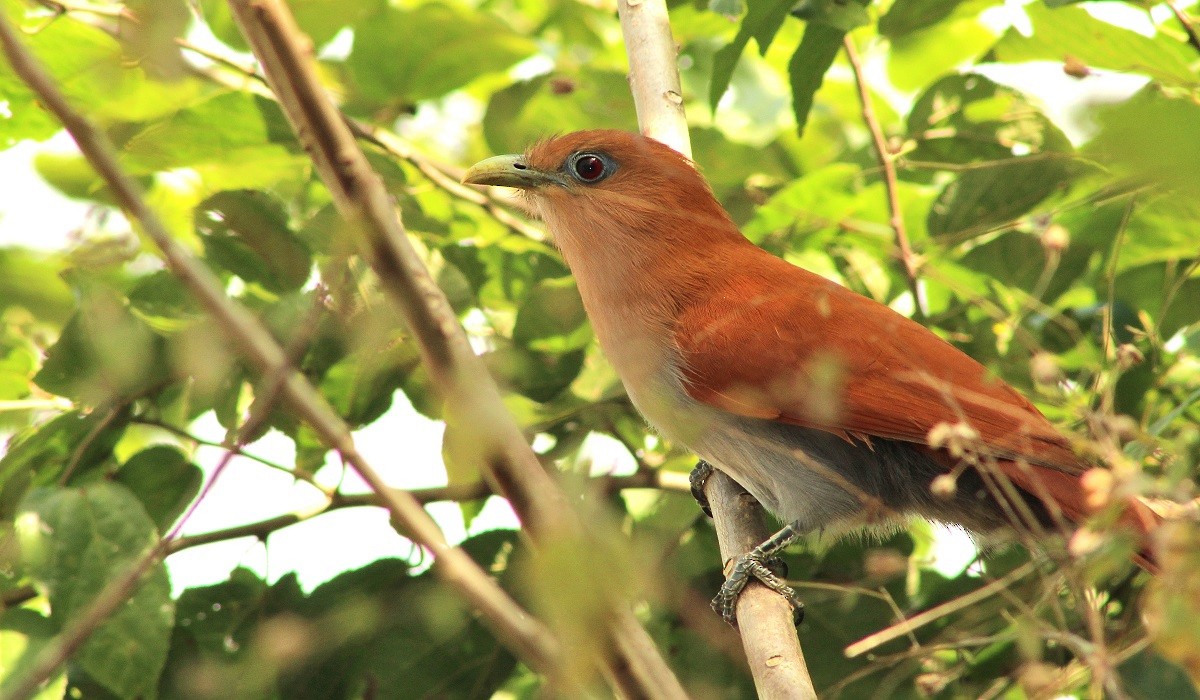 Squirrel Cuckoo - ML168769351