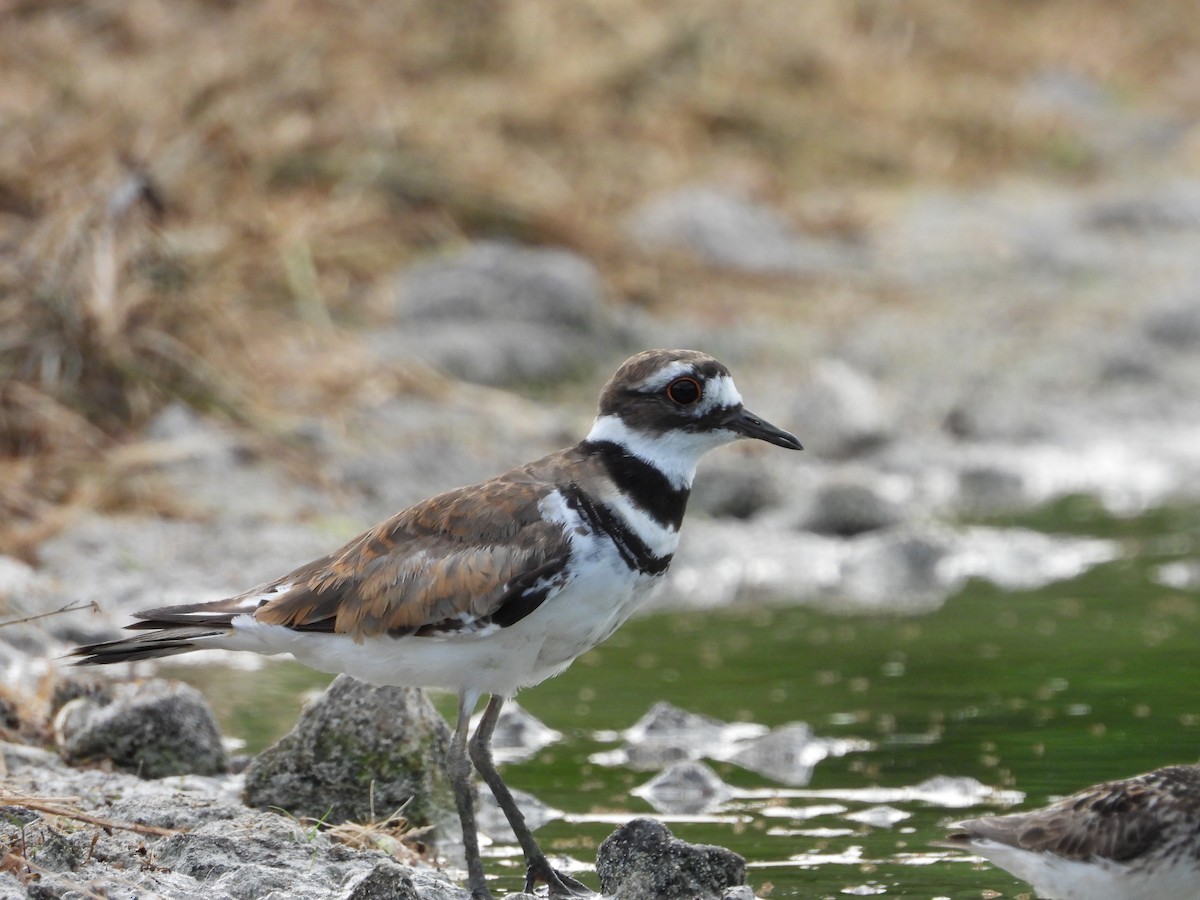 Killdeer - ML168770691