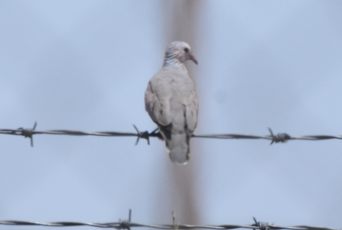 Common Ground Dove - ML168770931