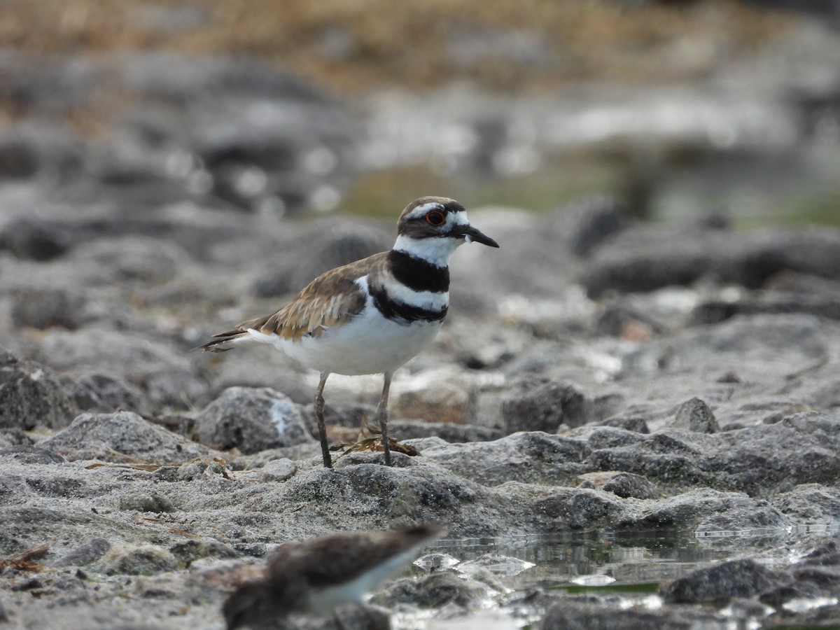 Killdeer - Martha Cartwright