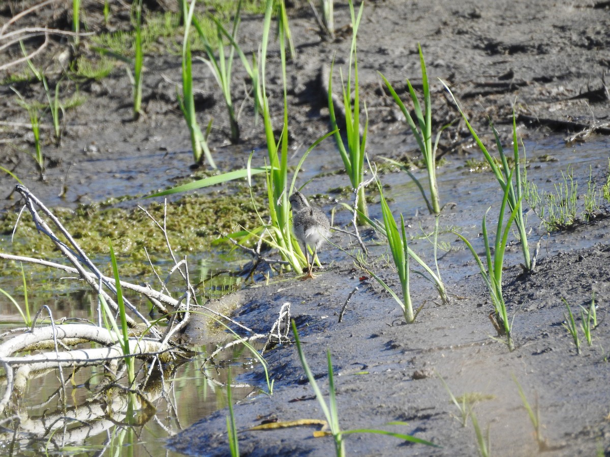 Spotted Sandpiper - ML168772631