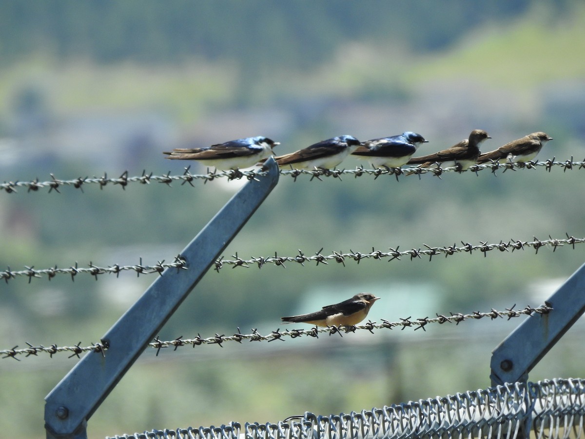 Tree Swallow - ML168772671