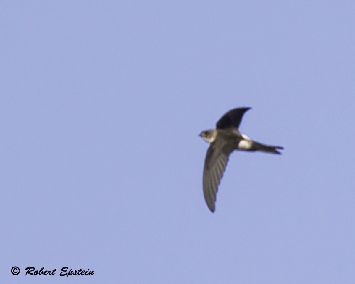 Antillean Palm Swift - Robert Epstein