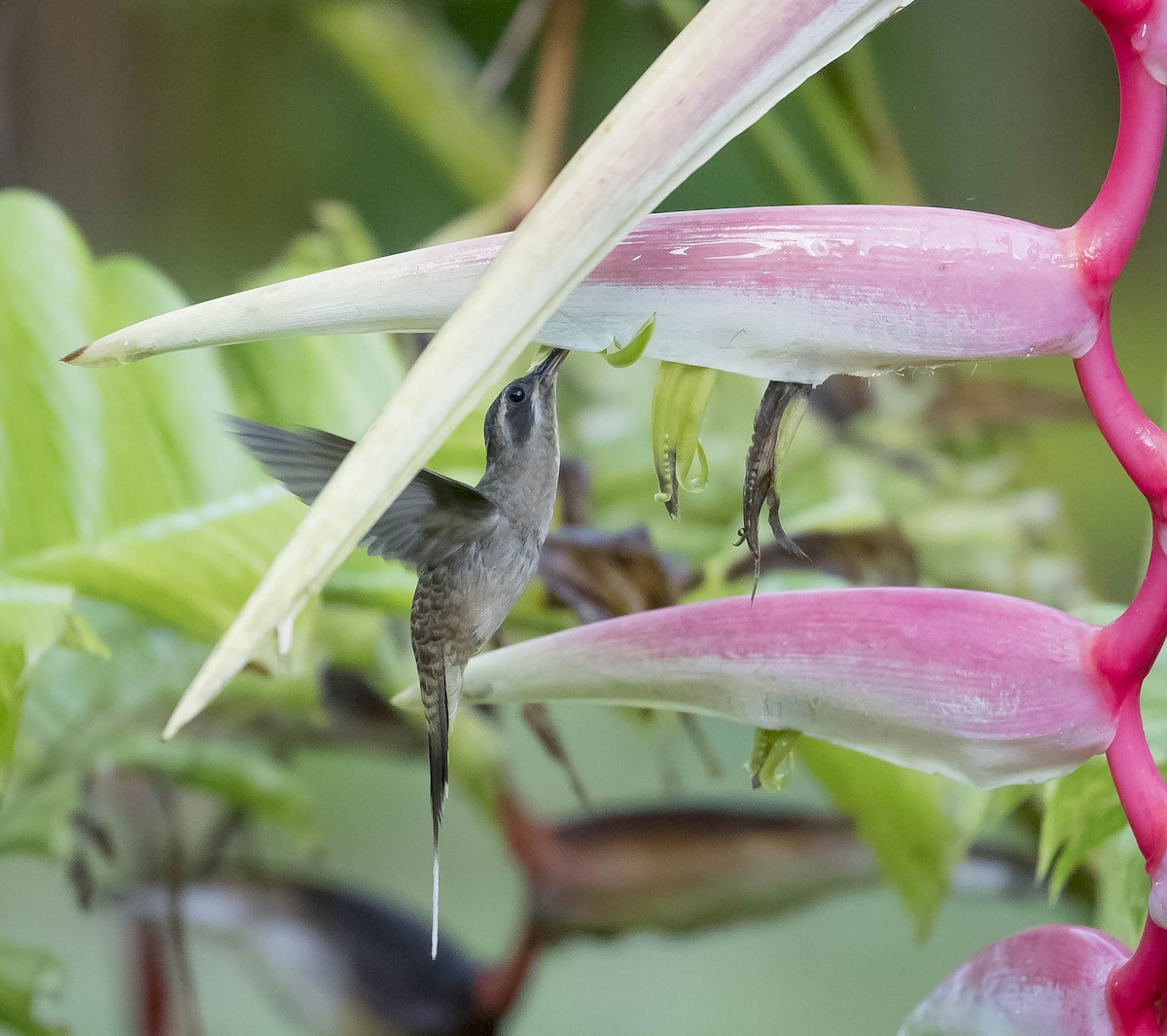 Long-billed Hermit - ML168773171