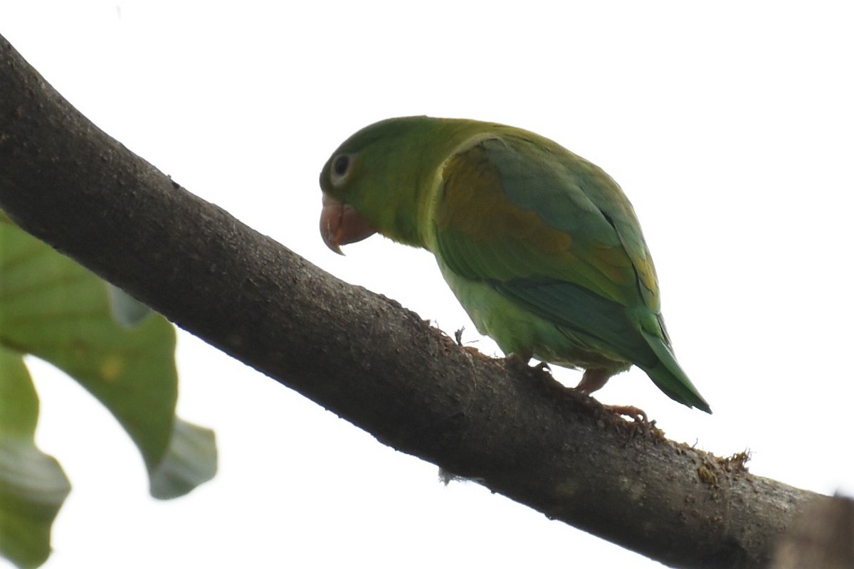 Orange-chinned Parakeet - Don Carbaugh