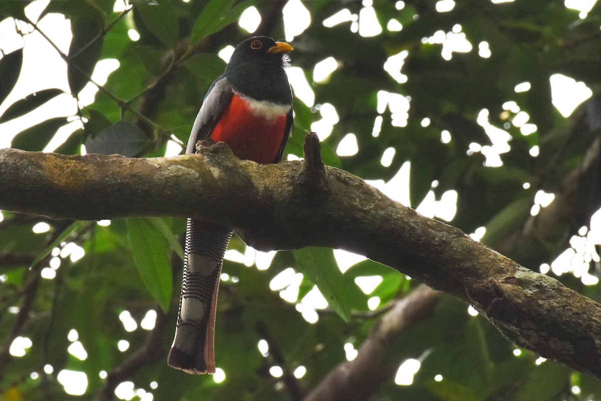 Trogon élégant - ML168775431