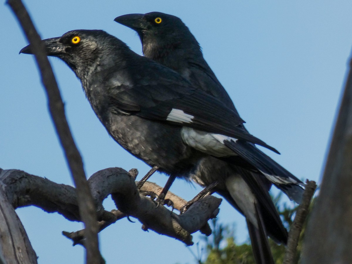 Pied Currawong - ML168776951