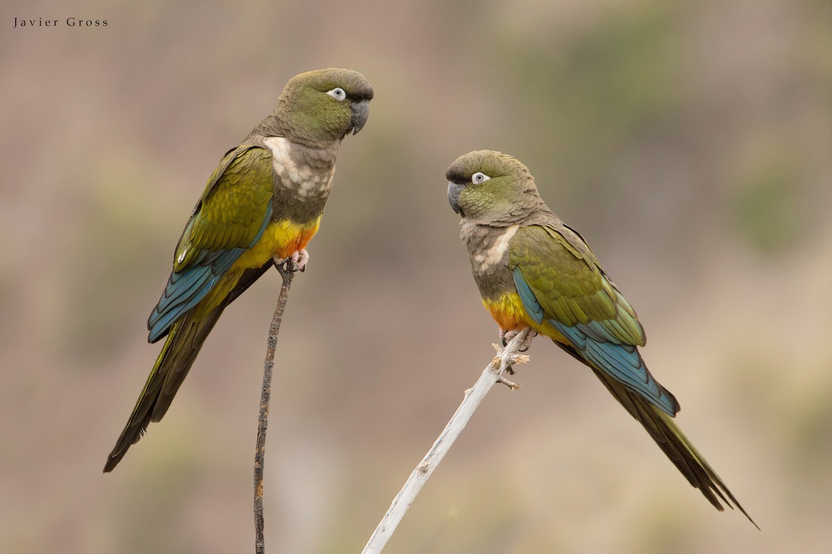 Burrowing Parakeet - ML168780501