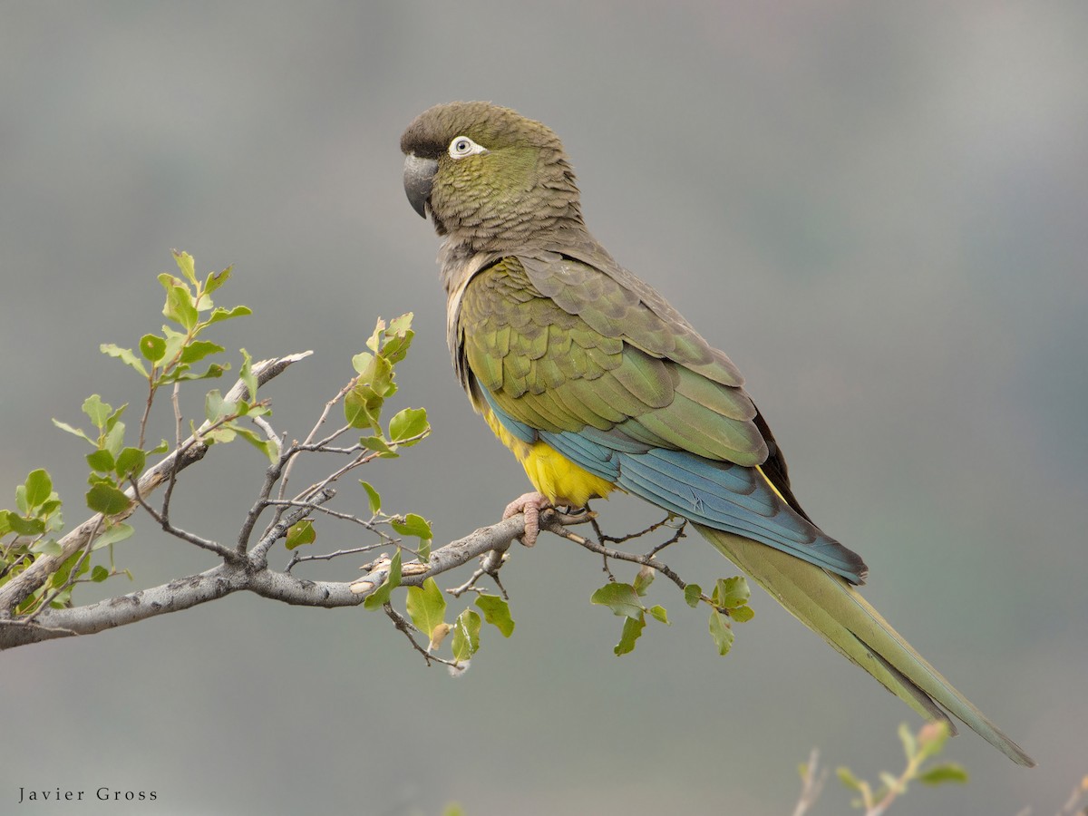 Burrowing Parakeet - ML168780511