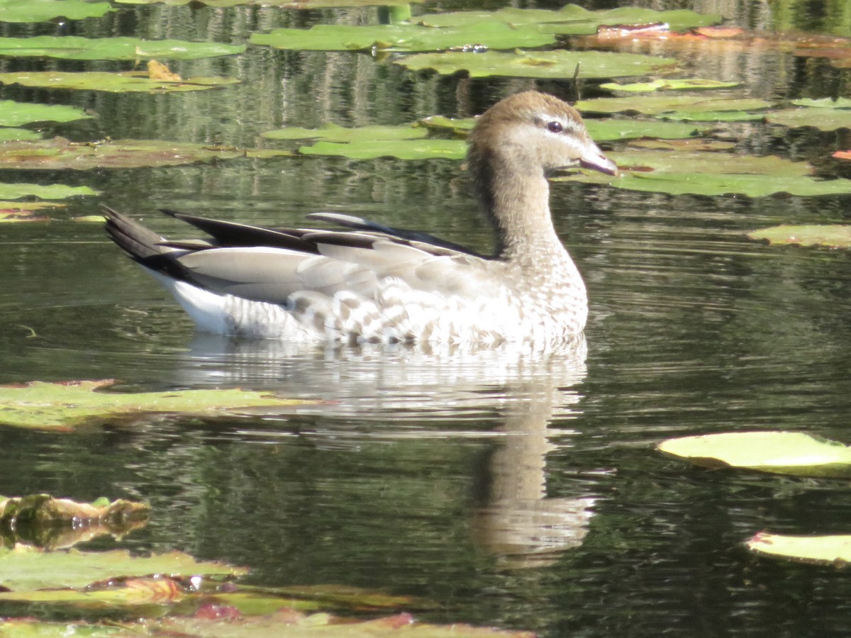 Pato de Crin - ML168780661