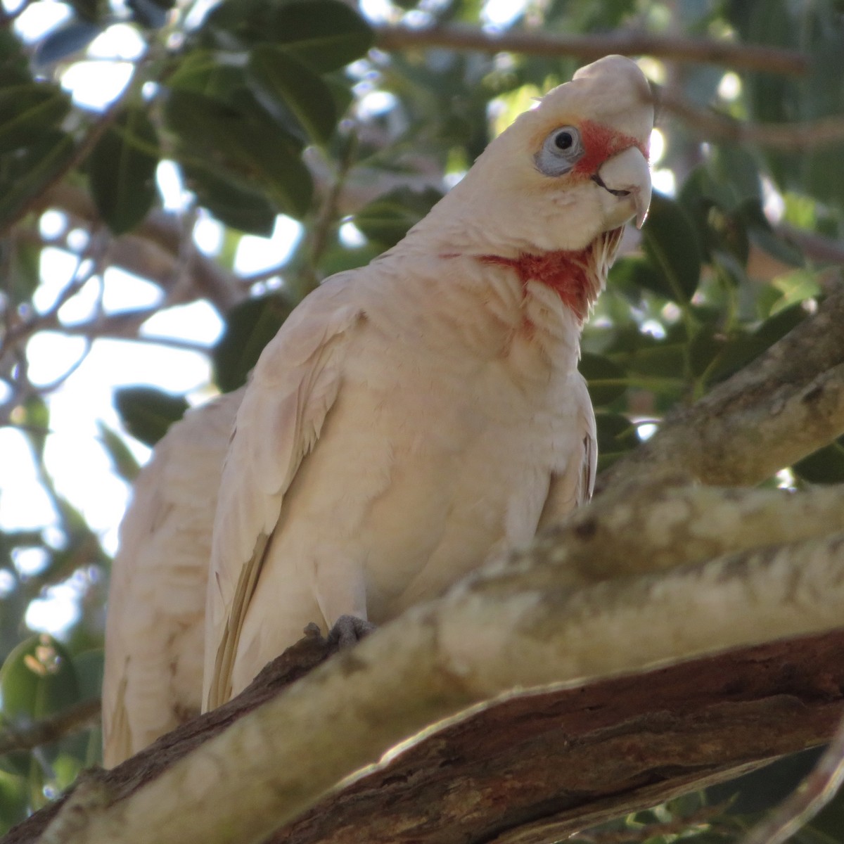 Cacatúa Picofina - ML168780821