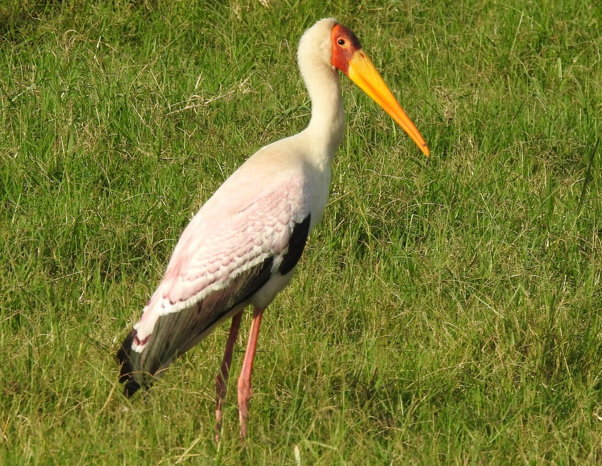 Yellow-billed Stork - ML168782151