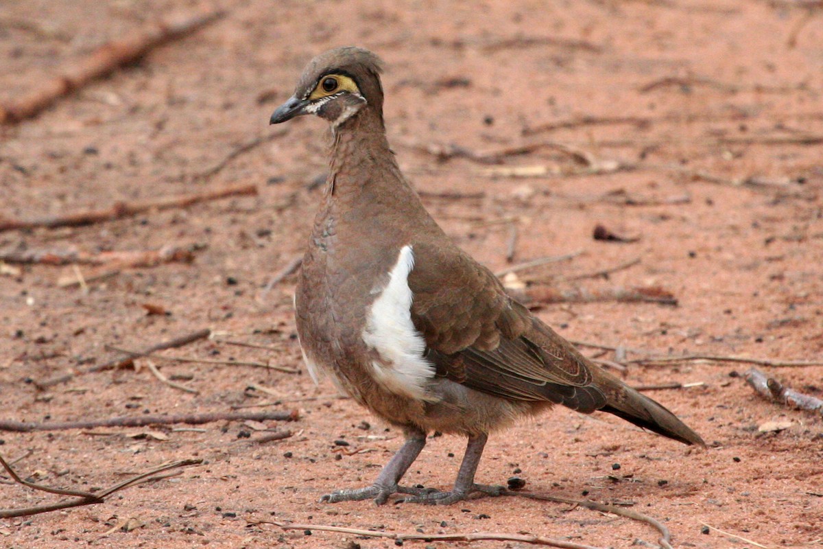 Partridge Pigeon - Ray Turnbull