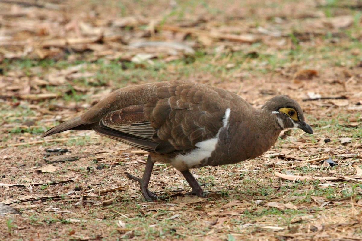 Partridge Pigeon - ML168784421