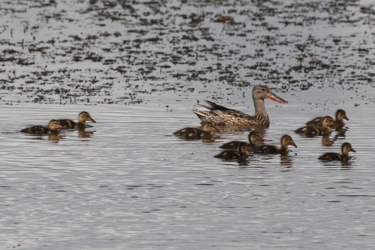 Northern Shoveler - Geoffrey Urwin