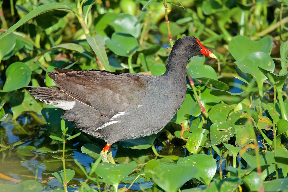 Common Gallinule - Harlan Stewart