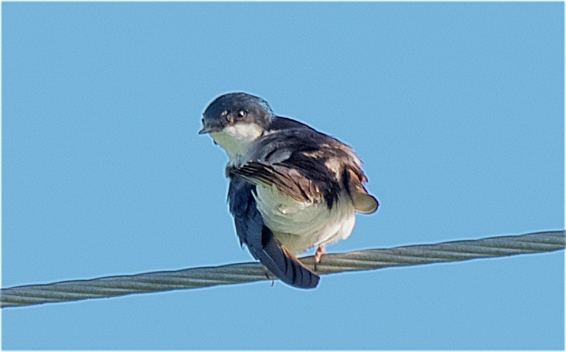 Golondrina Bicolor - ML168786641