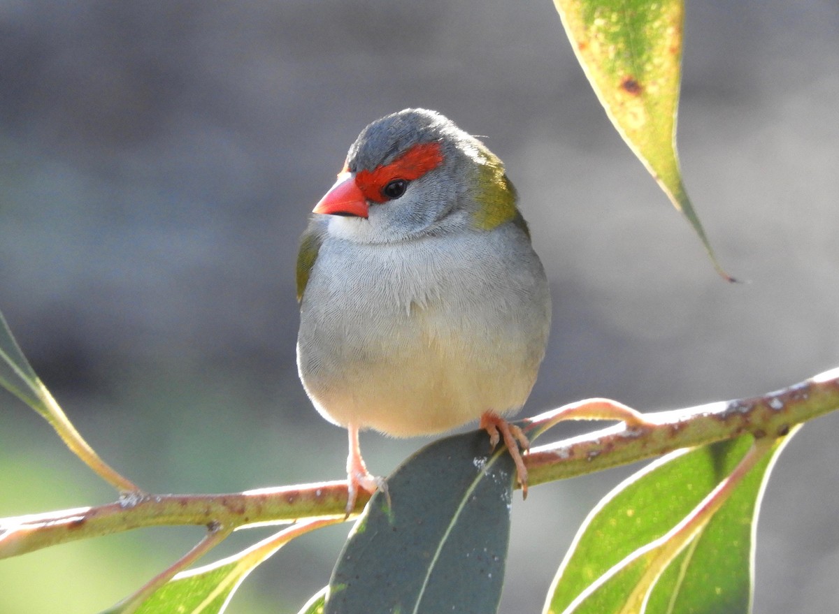 Red-browed Firetail - ML168787411