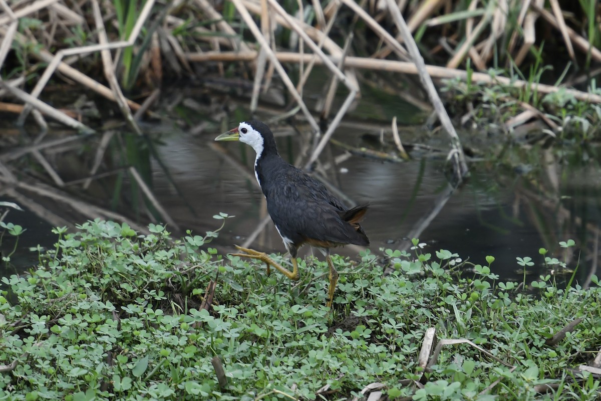 White-breasted Waterhen - ML168787691