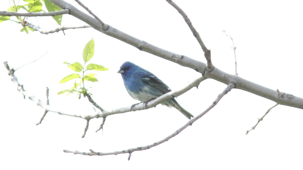 Hybride Passerin azuré x P. indigo - ML168787891