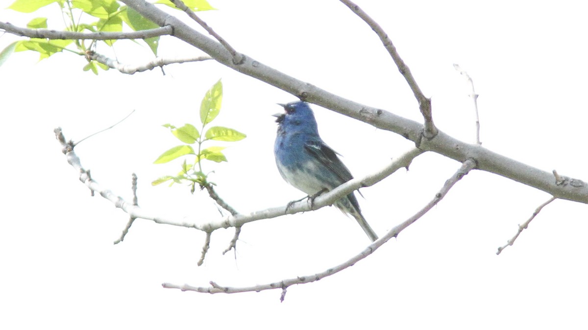 Hybride Passerin azuré x P. indigo - ML168787901