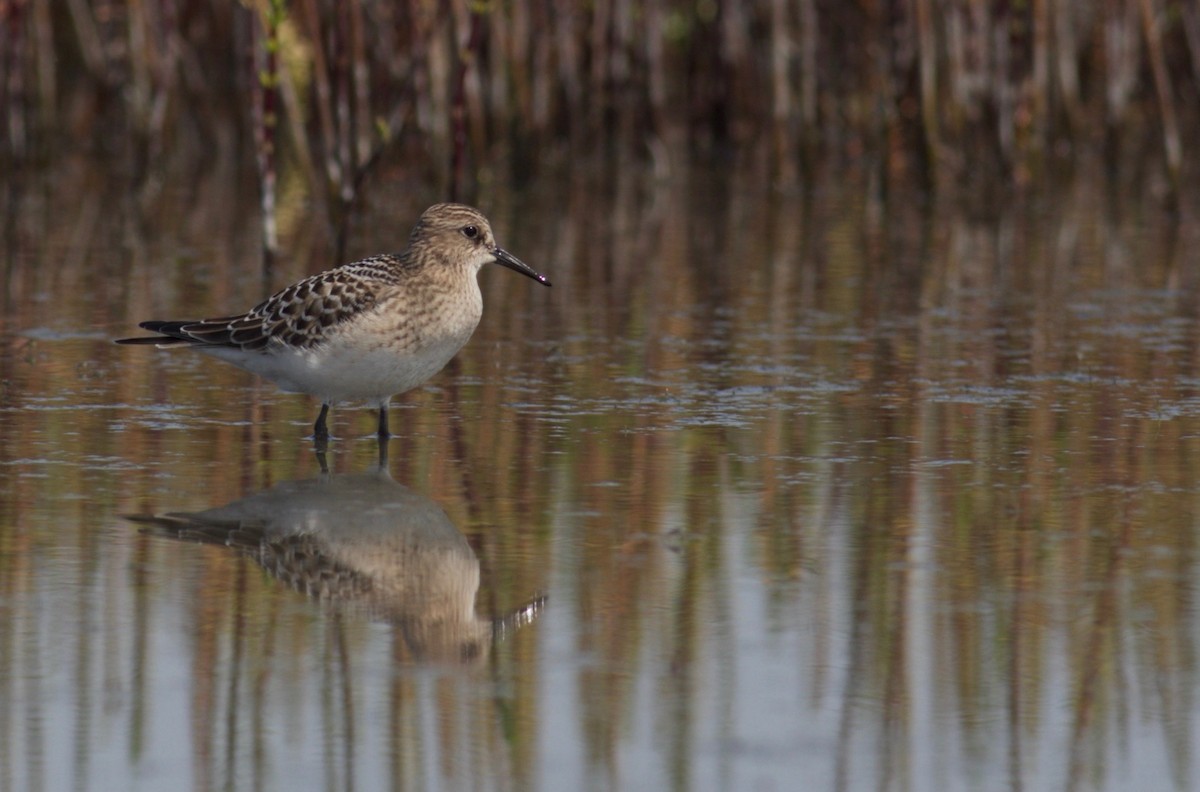 Baird's Sandpiper - ML168789461