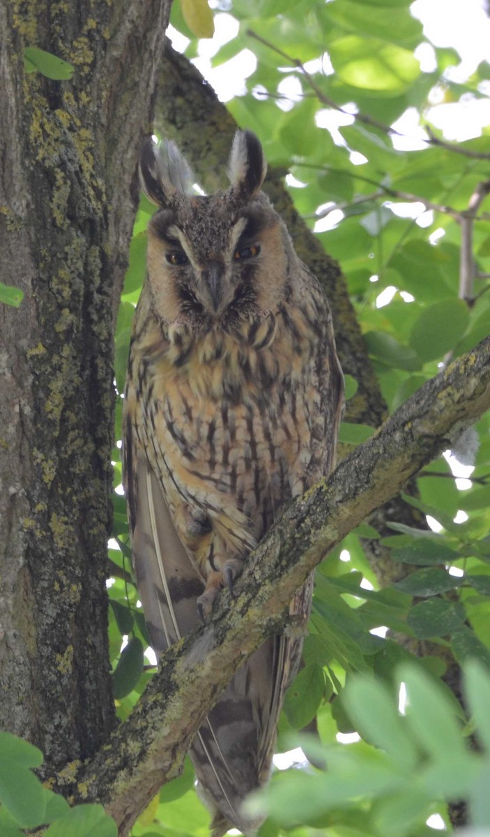 Long-eared Owl - ML168789531