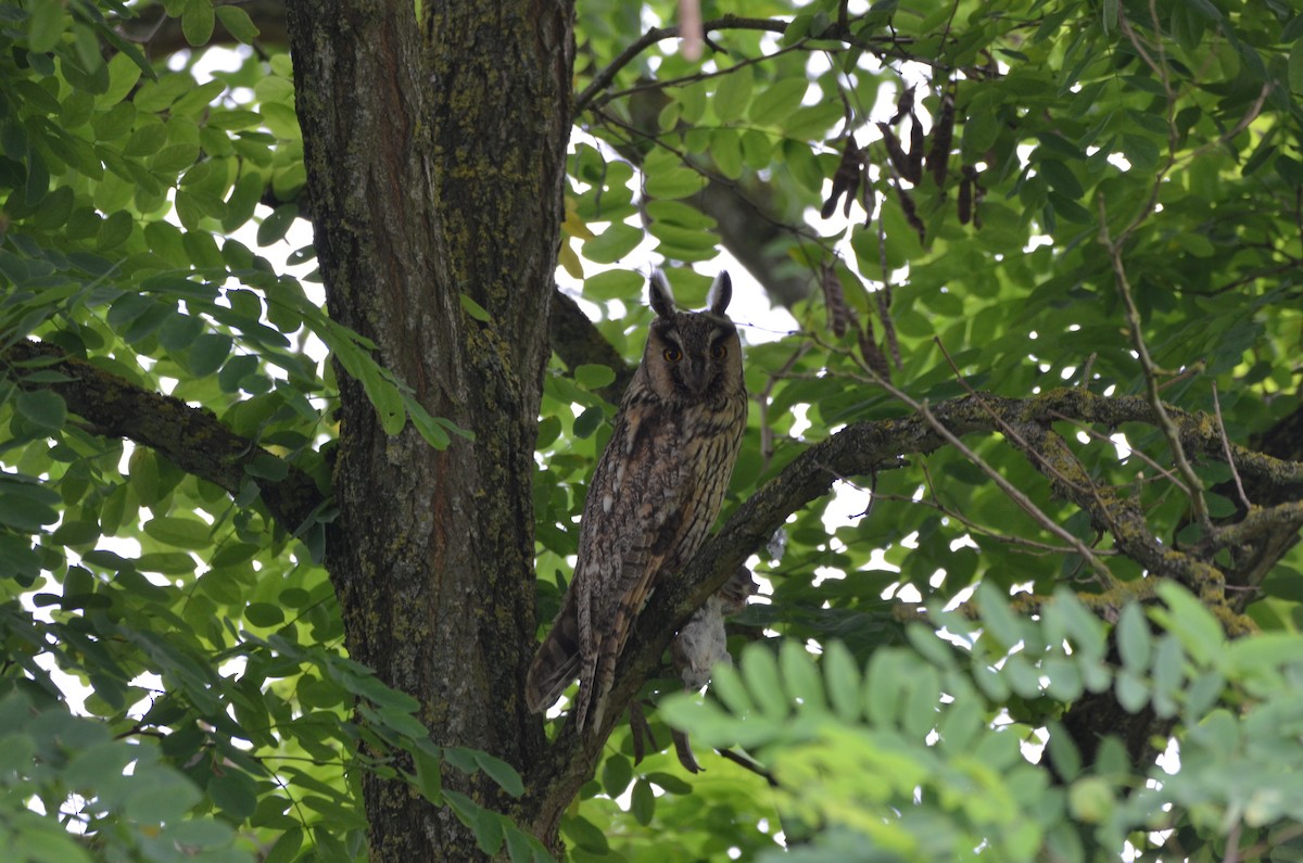 Long-eared Owl - ML168789561