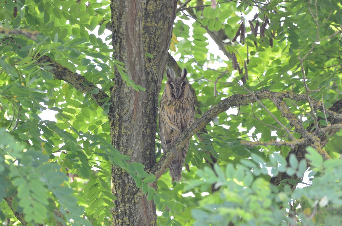 Long-eared Owl - ML168789591