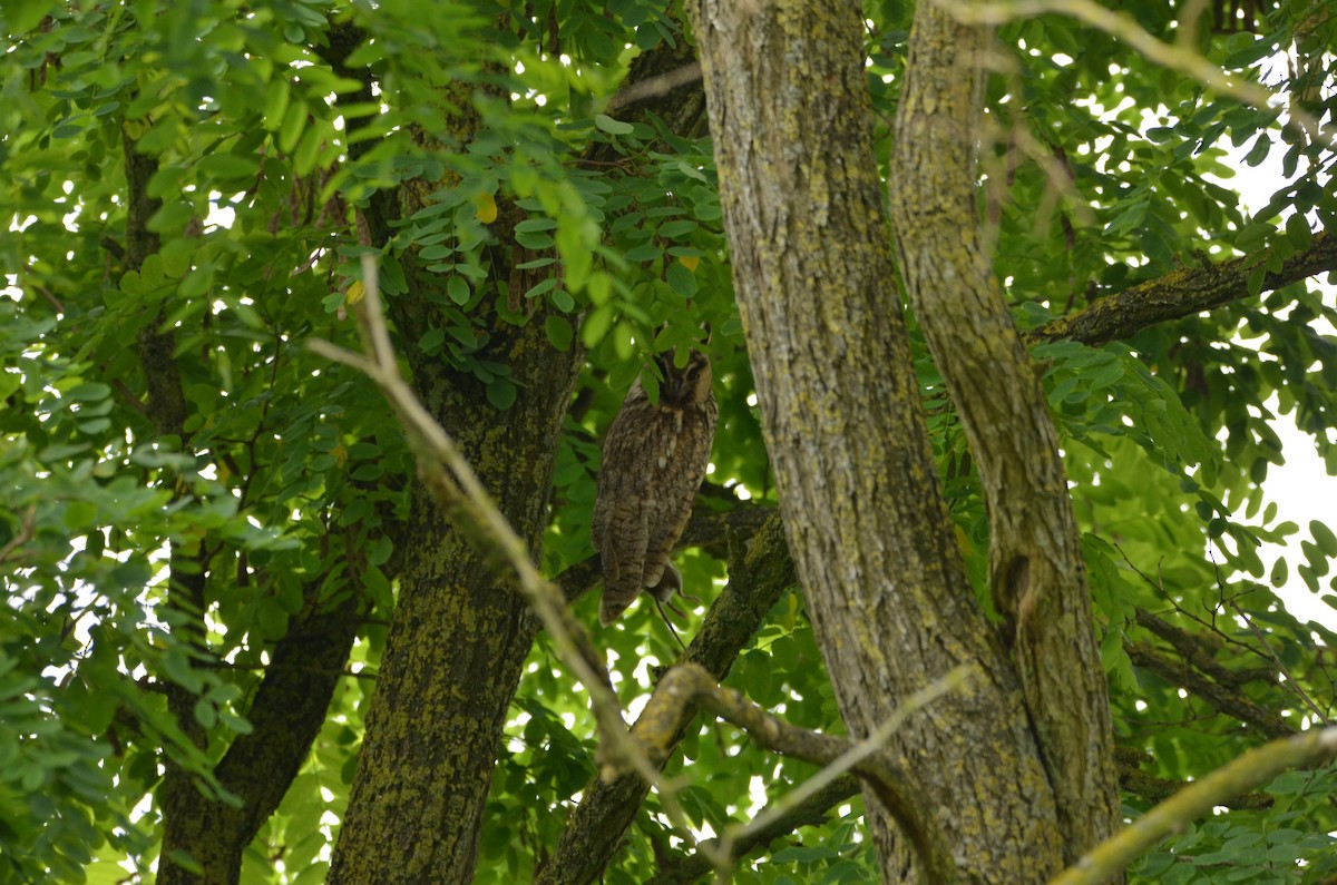 Long-eared Owl - ML168789601