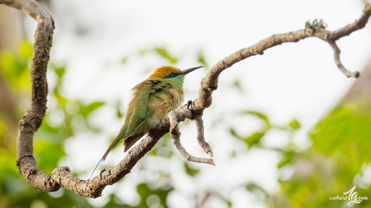 Abejaruco Esmeralda Oriental - ML168789761