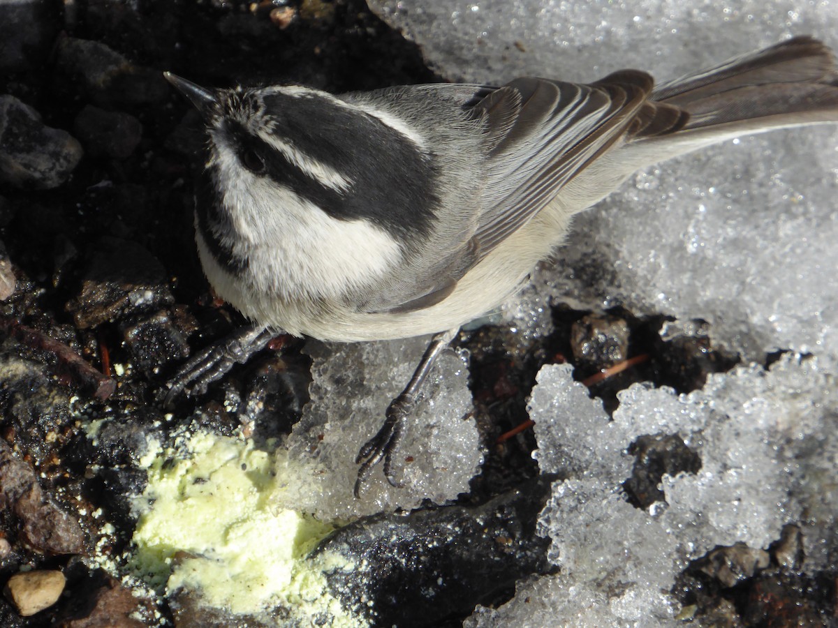 Mountain Chickadee - Michelle Sopoliga