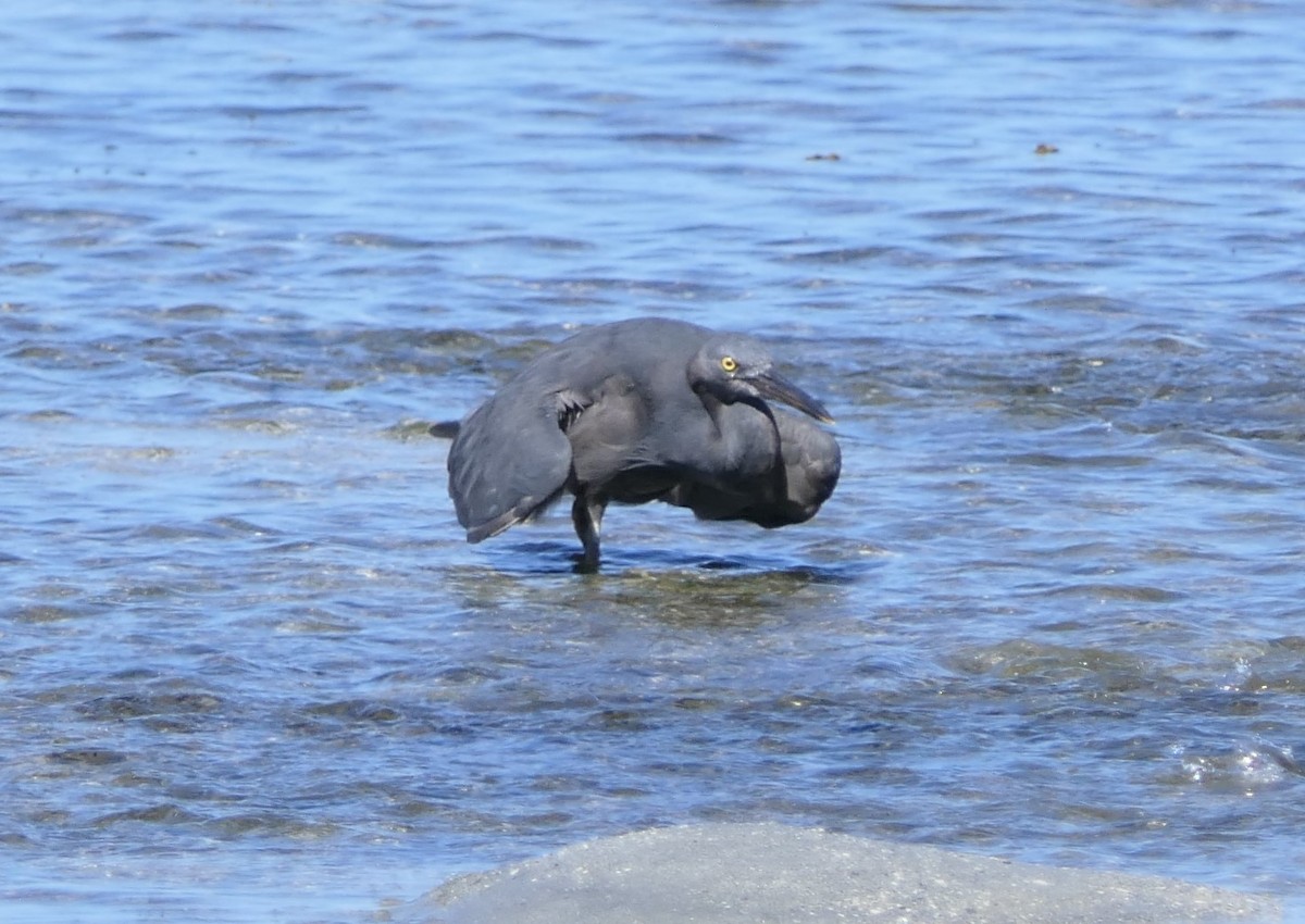 Pacific Reef-Heron - ML168793381