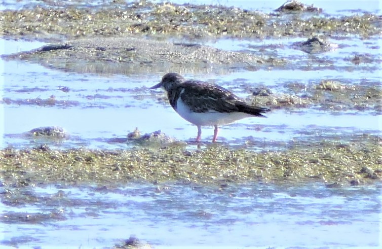 Ruddy Turnstone - ML168793481