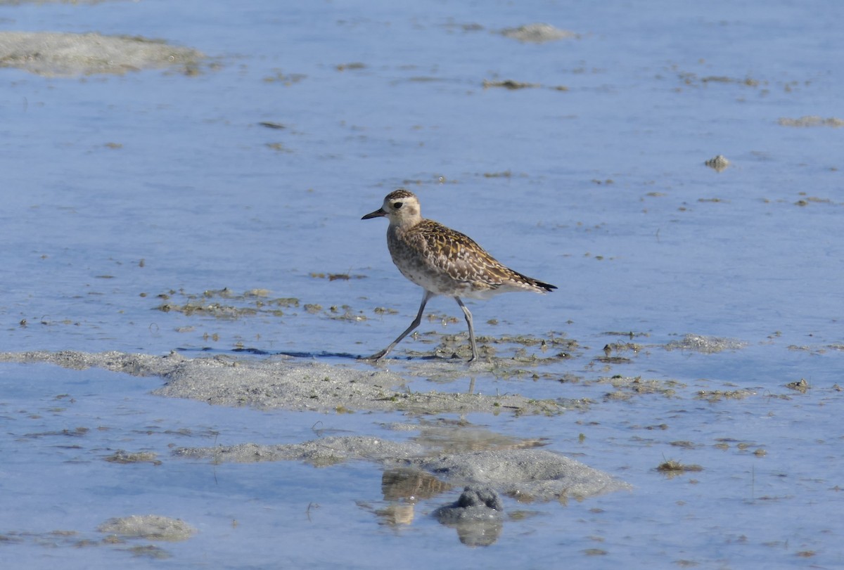 Pacific Golden-Plover - Jim Kirker