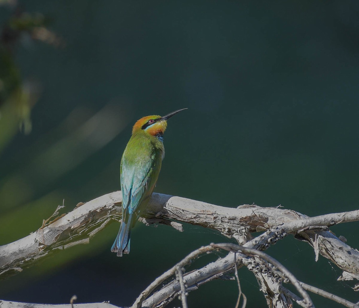 Rainbow Bee-eater - ML168794281