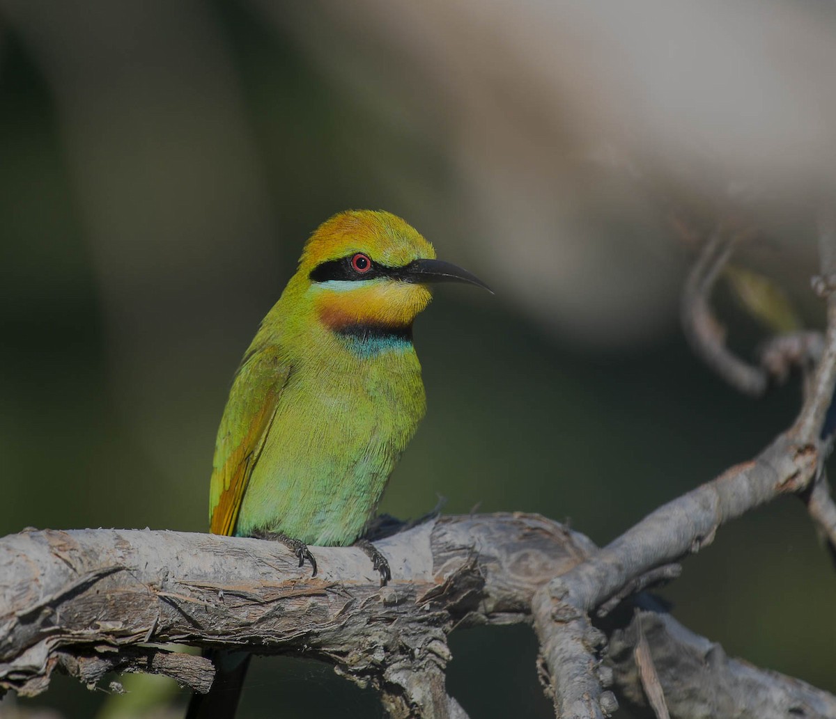 Rainbow Bee-eater - ML168794301