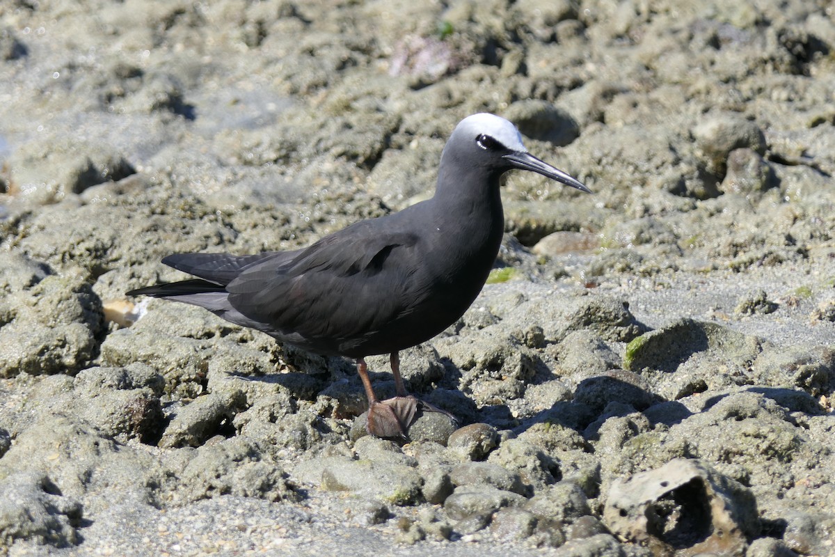 Black Noddy - Jim Kirker