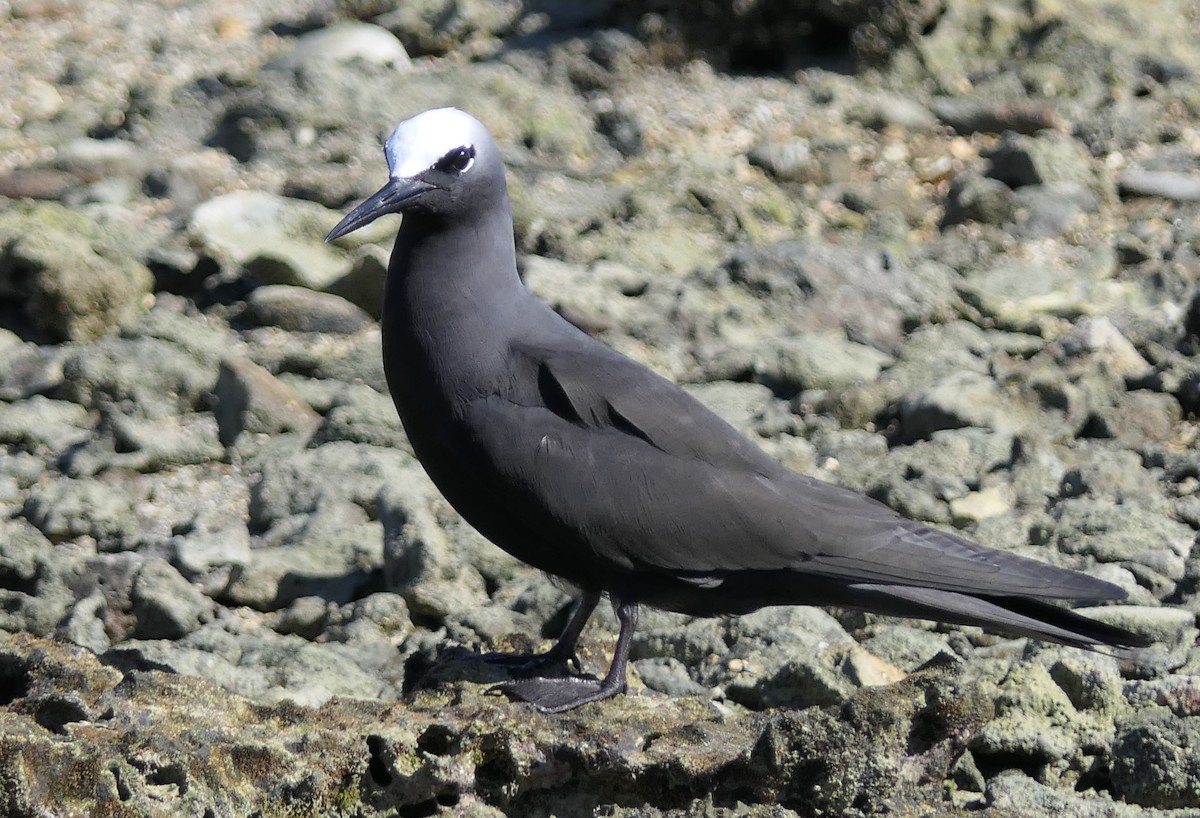 Black Noddy - ML168794451