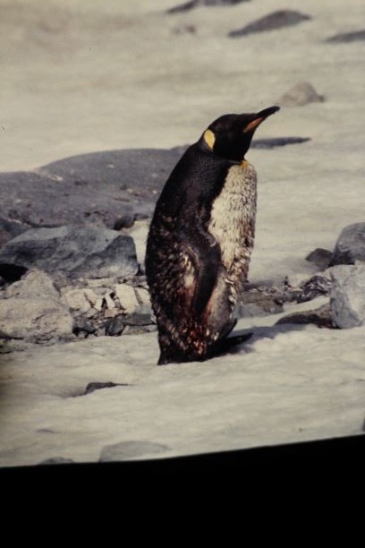 Королевский пингвин - ML168795861