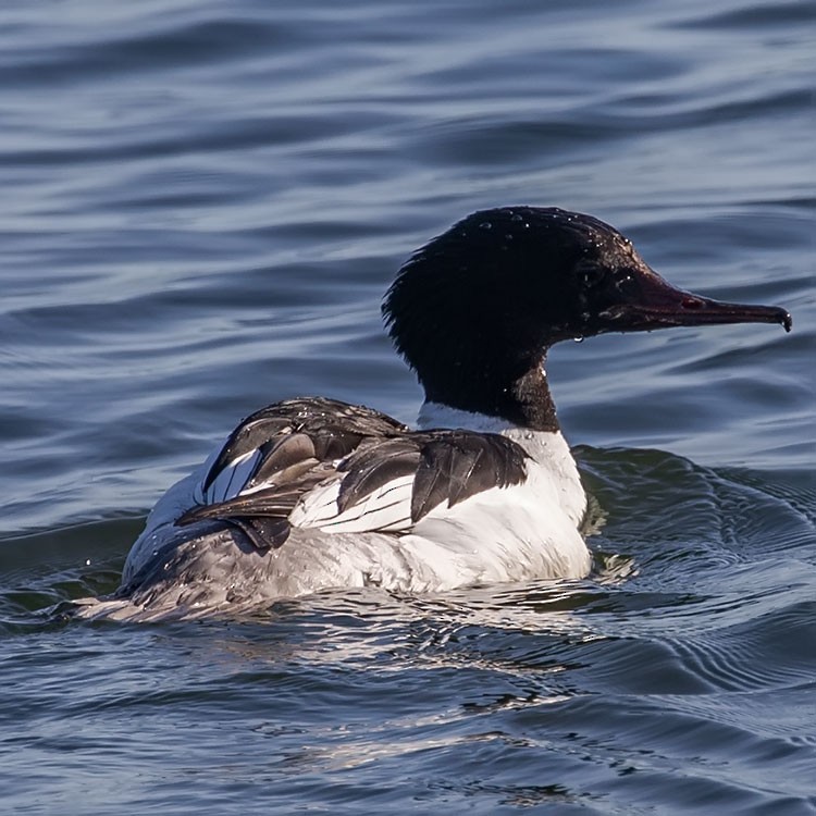 Common Merganser - www.aladdin .st